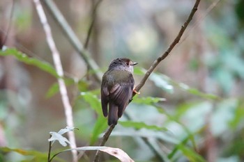 キアシヒタキ Chambers Wildlife Rainforest Lodges 周辺 2022年10月6日(木)