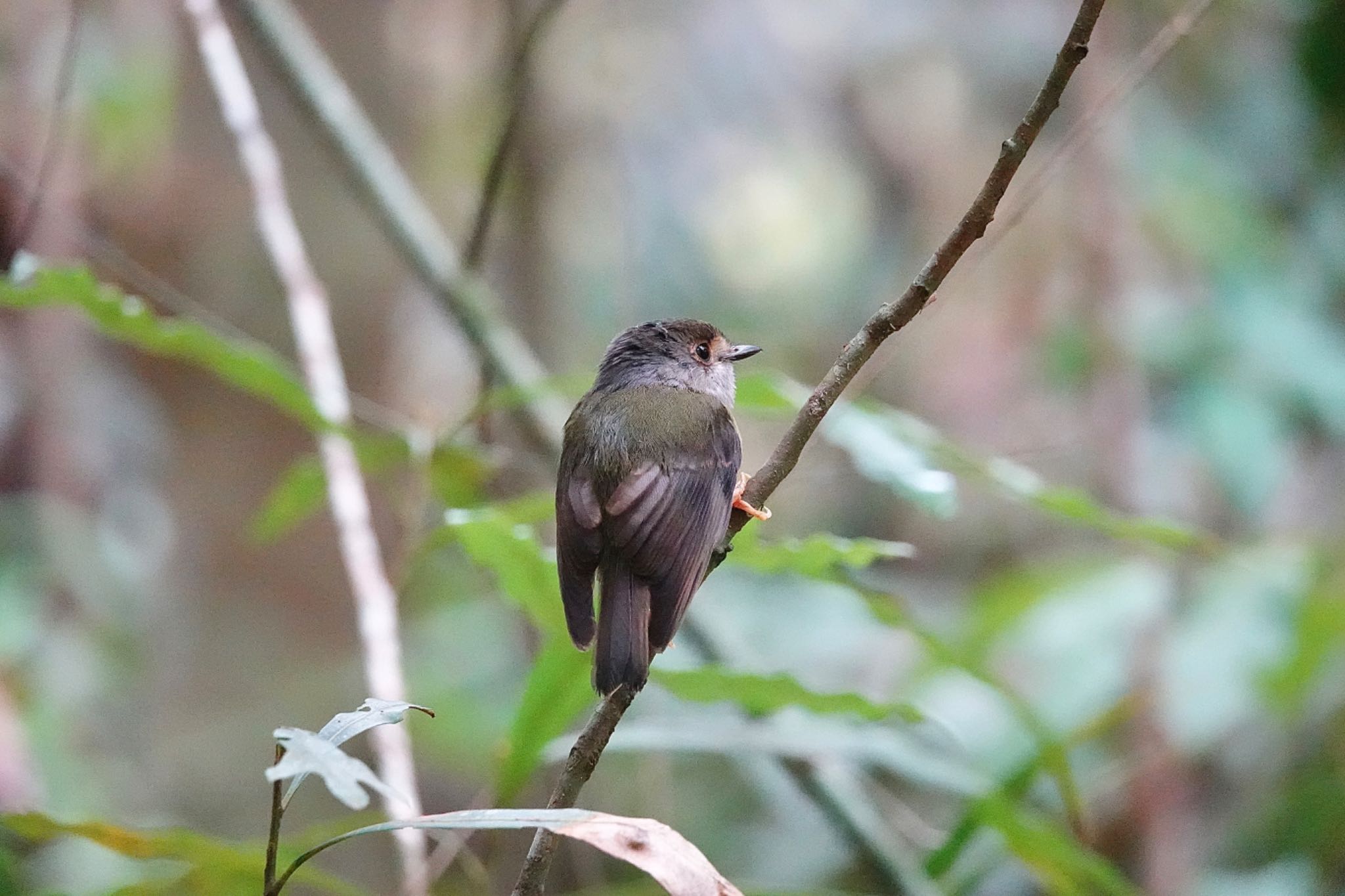 Chambers Wildlife Rainforest Lodges 周辺 キアシヒタキの写真