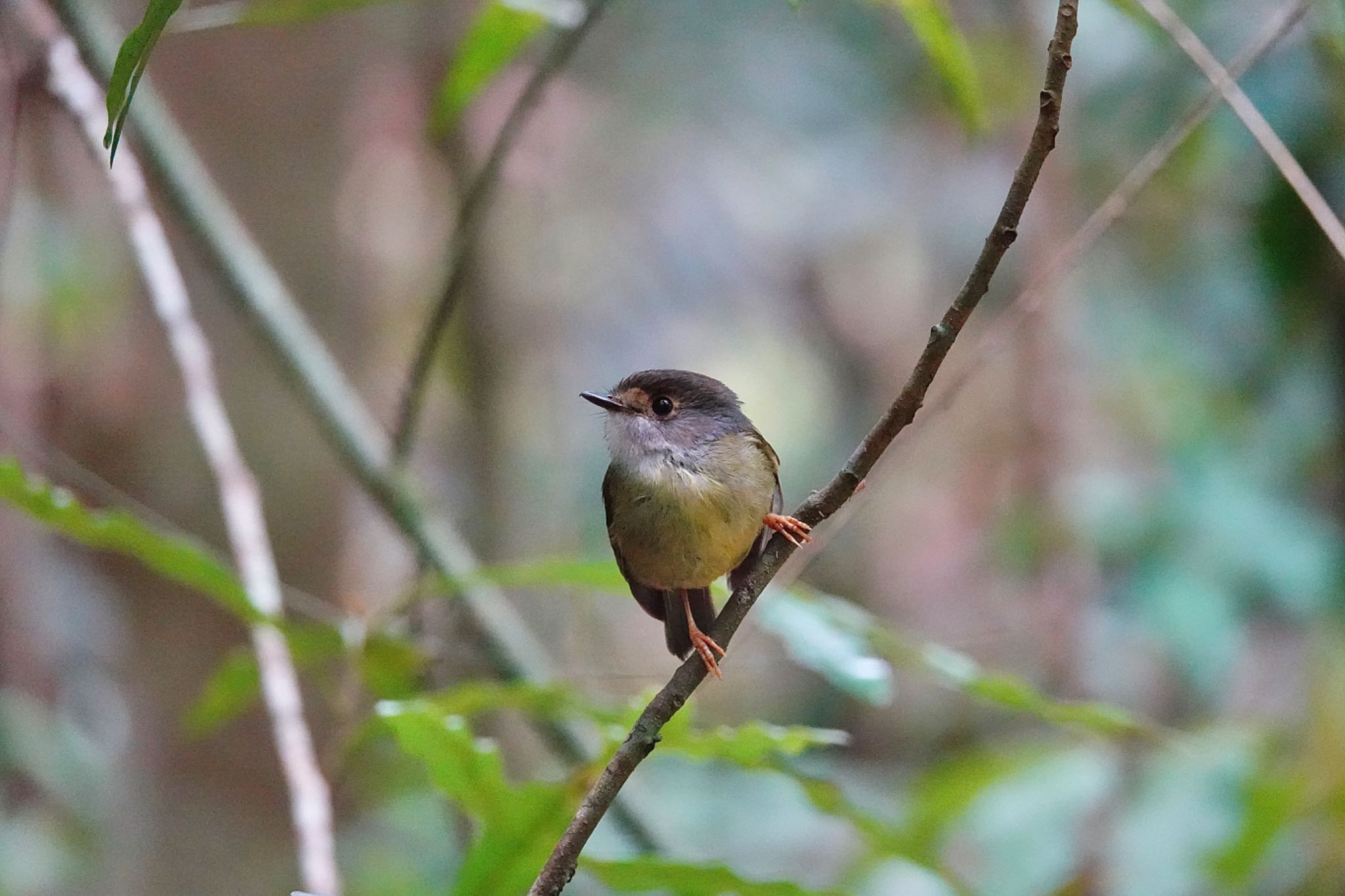 Chambers Wildlife Rainforest Lodges 周辺 キアシヒタキの写真