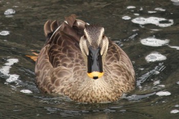 Eastern Spot-billed Duck 夙川河川敷緑地(夙川公園) Sat, 10/8/2022