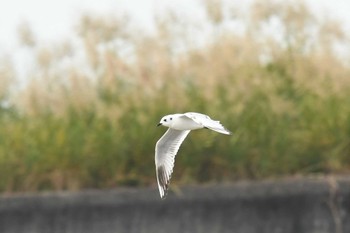 2022年11月19日(土) 加茂川の野鳥観察記録