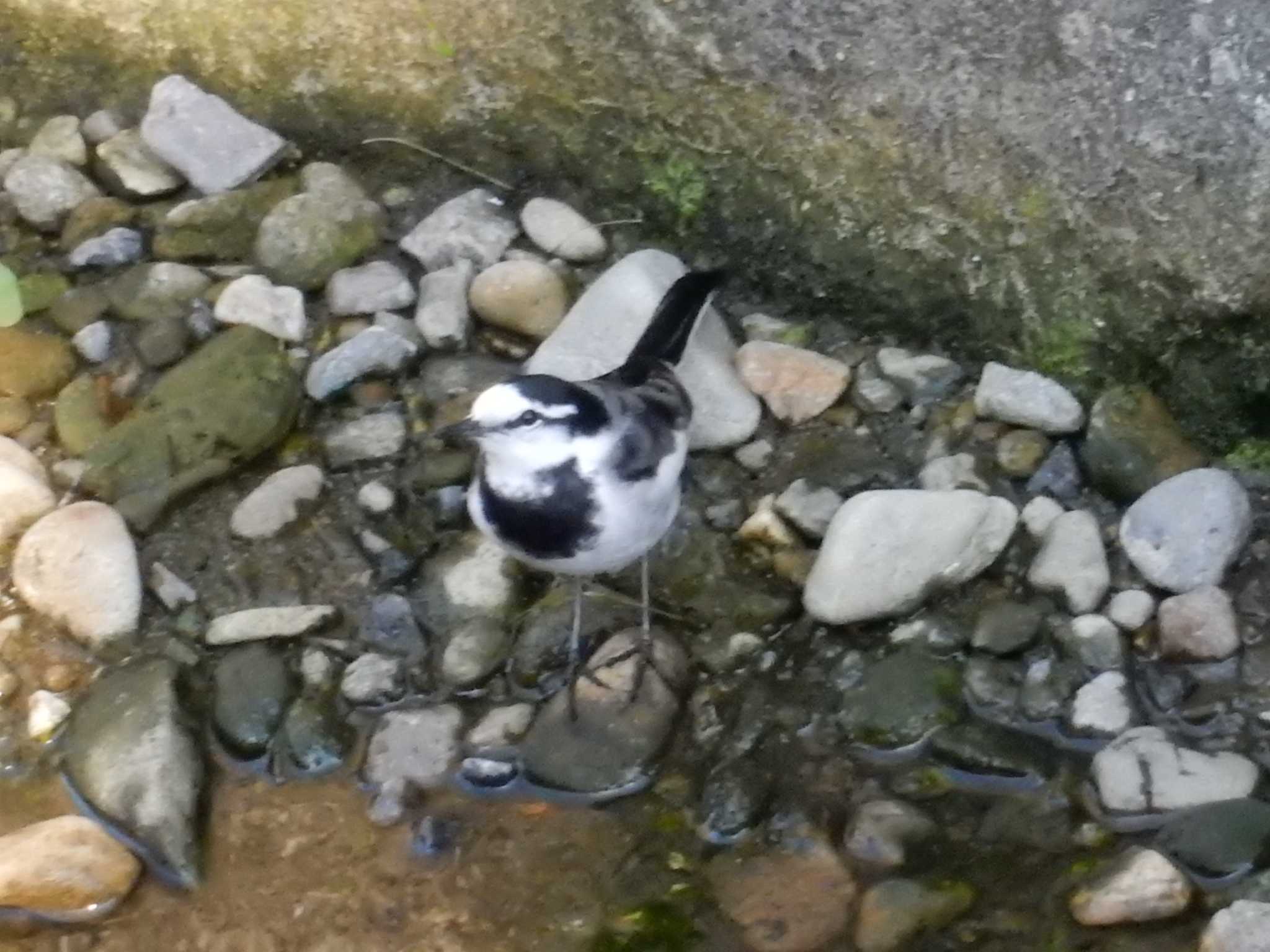 平和の森公園、妙正寺川 ハクセキレイの写真