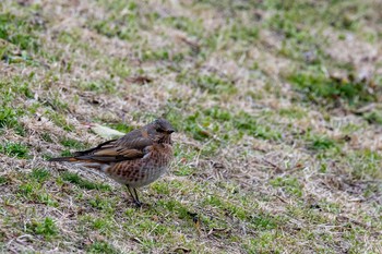 ハチジョウツグミ 山口県 山口市 2018年2月25日(日)