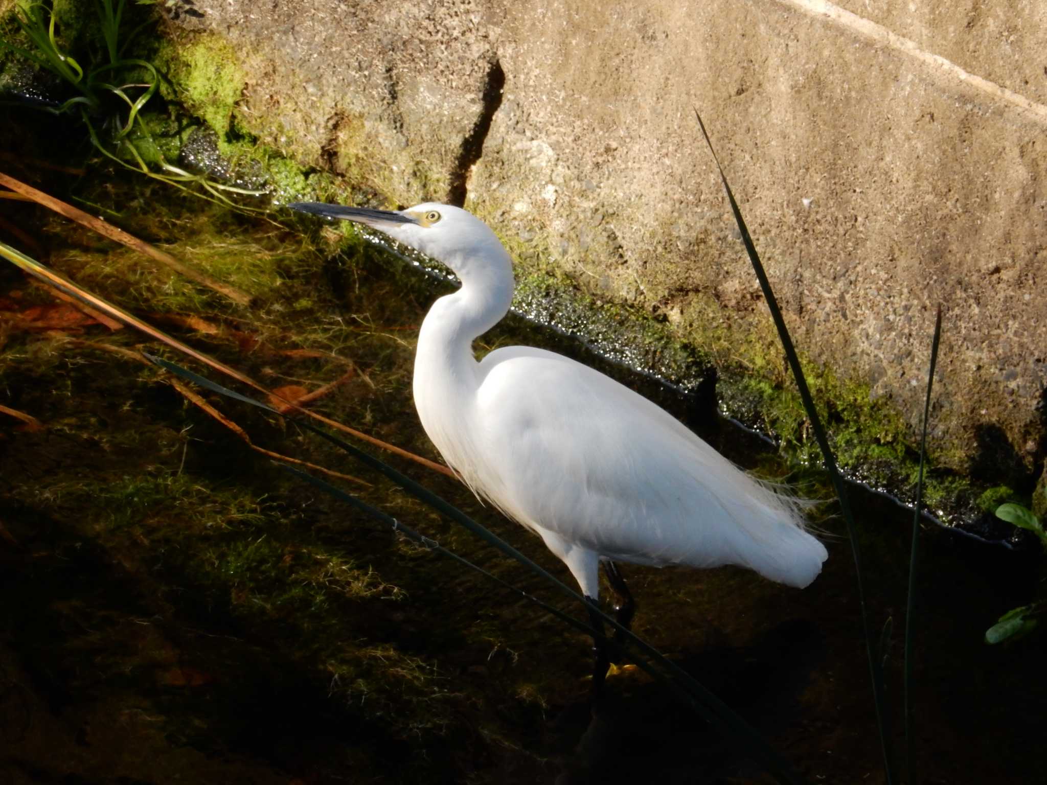 平和の森公園、妙正寺川 コサギの写真