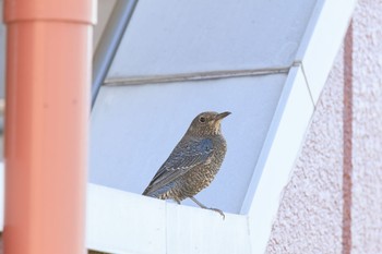 Blue Rock Thrush 各務原市鵜沼朝日町 Sat, 11/19/2022