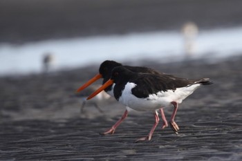 2022年11月14日(月) ふなばし三番瀬海浜公園の野鳥観察記録