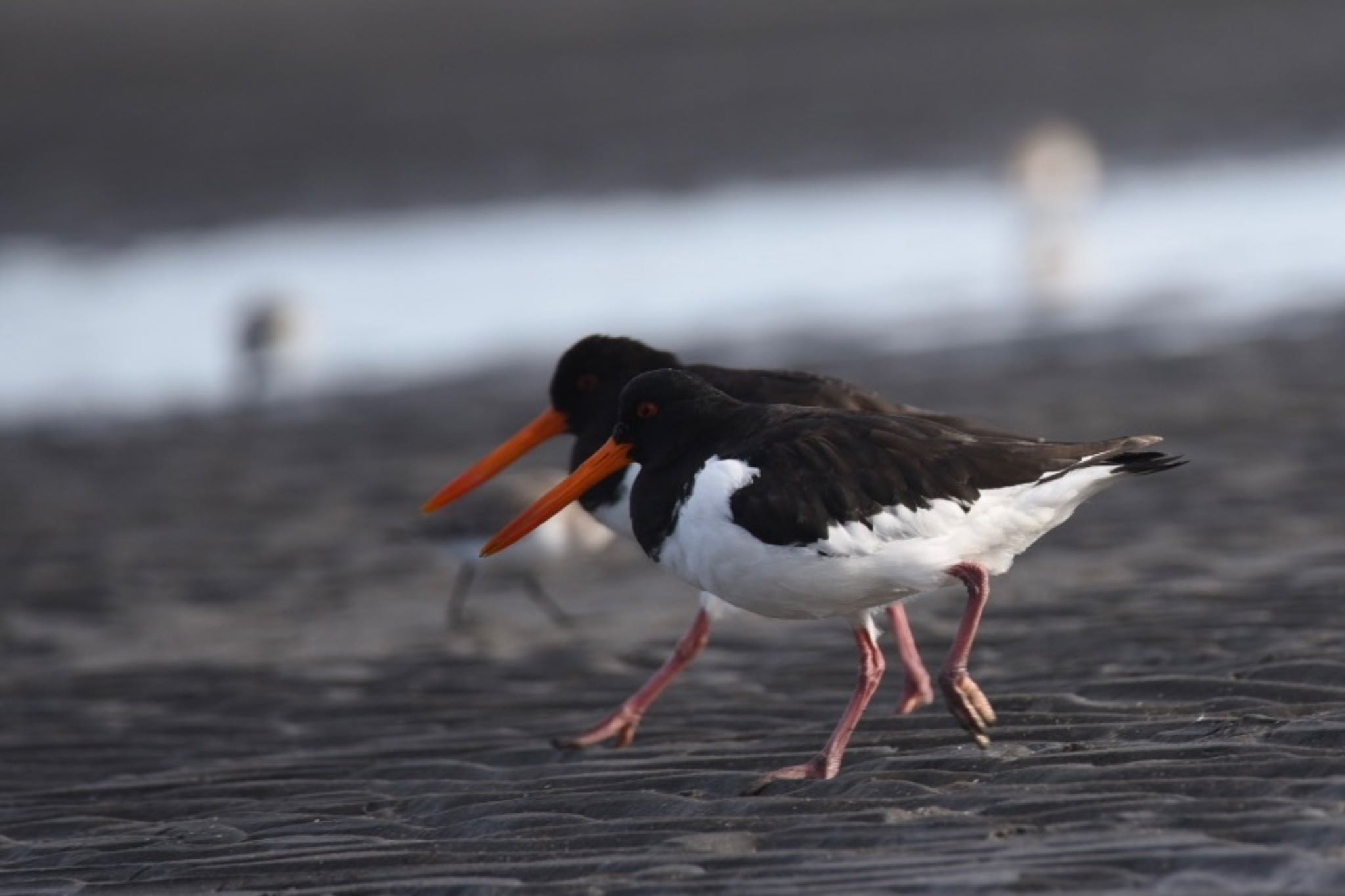 ふなばし三番瀬海浜公園 ミヤコドリの写真