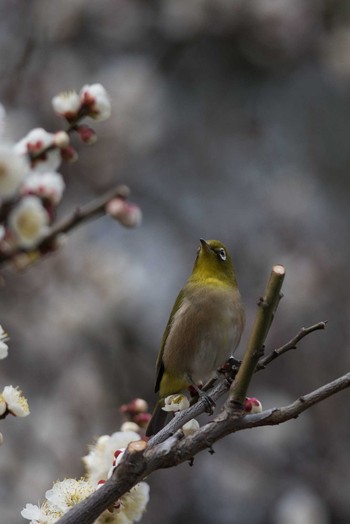 Warbling White-eye Imperial Palace Wed, 2/21/2018