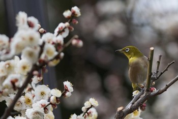 メジロ 皇居東御苑 2018年2月21日(水)