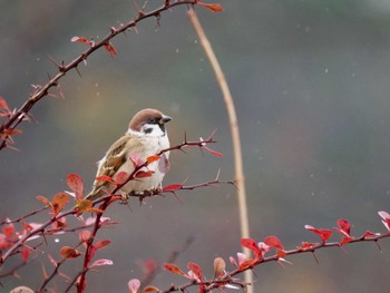 スズメ 場所が不明 2022年11月19日(土)