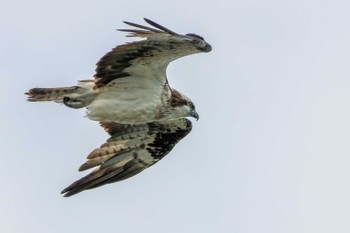 Osprey 部崎灯台 Tue, 9/20/2022