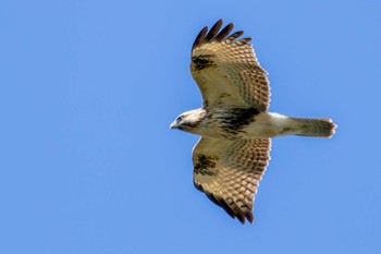 Eastern Buzzard 部崎灯台 Wed, 10/19/2022