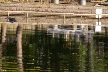 Common Kingfisher 多摩市 Sat, 11/19/2022