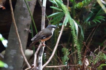 Grey-headed Robin Chambers Wildlife Rainforest Lodges 周辺 Thu, 10/6/2022