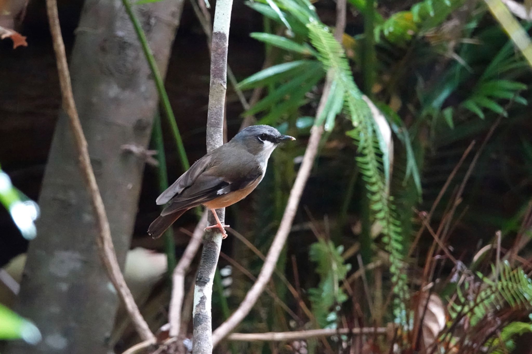 Chambers Wildlife Rainforest Lodges 周辺 ハイガシラヤブヒタキの写真 by のどか