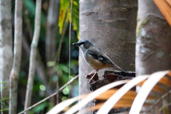 ハイガシラヤブヒタキ Chambers Wildlife Rainforest Lodges 周辺 2022年10月6日(木)