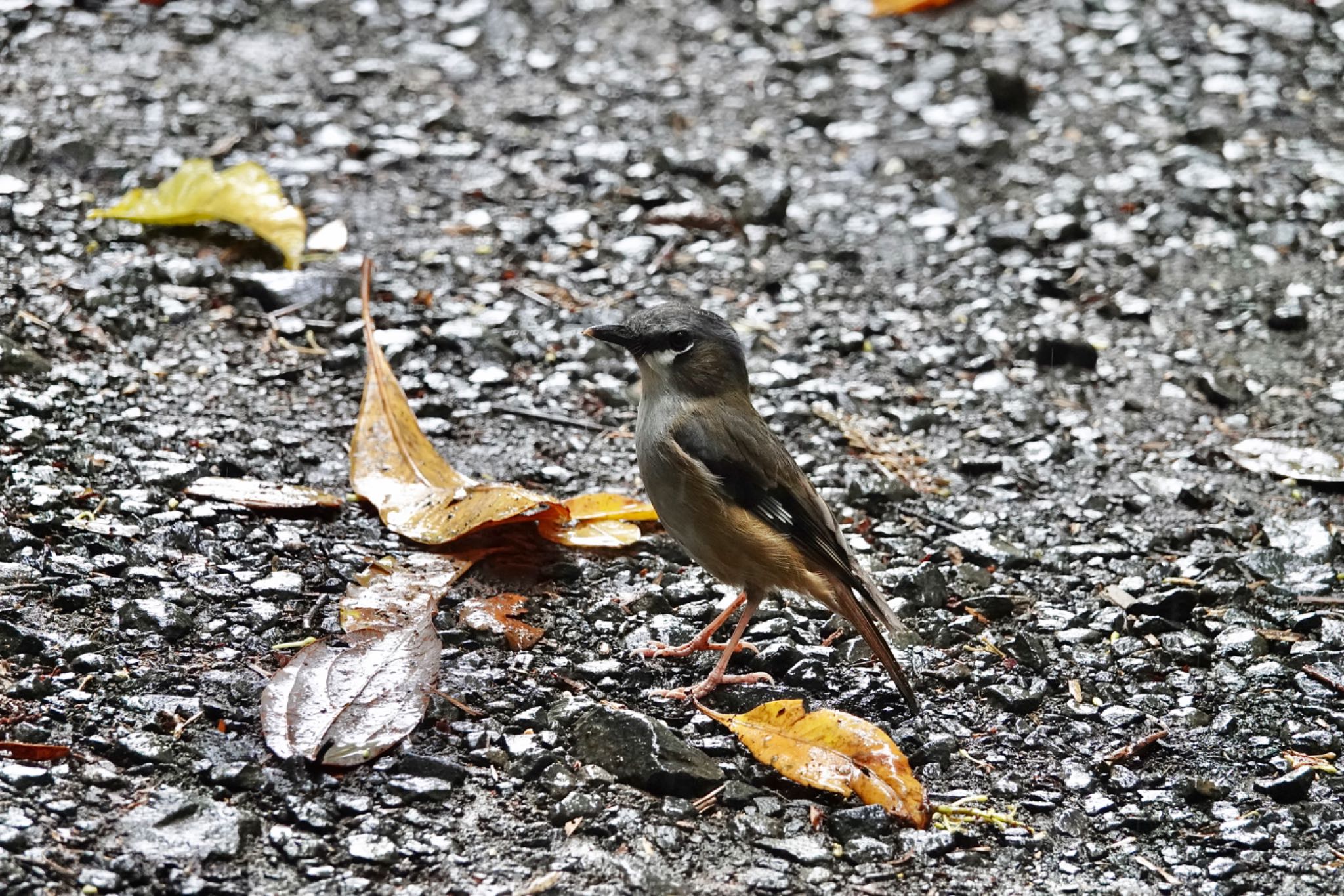 Chambers Wildlife Rainforest Lodges 周辺 ハイガシラヤブヒタキの写真 by のどか