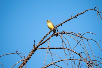 アオジ 京都府立植物園 2022年11月19日(土)