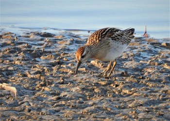 2022年11月19日(土) 伊佐沼の野鳥観察記録