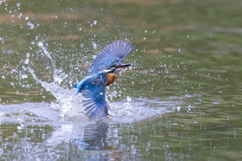 カワセミ 薬師池公園 2022年11月13日(日)