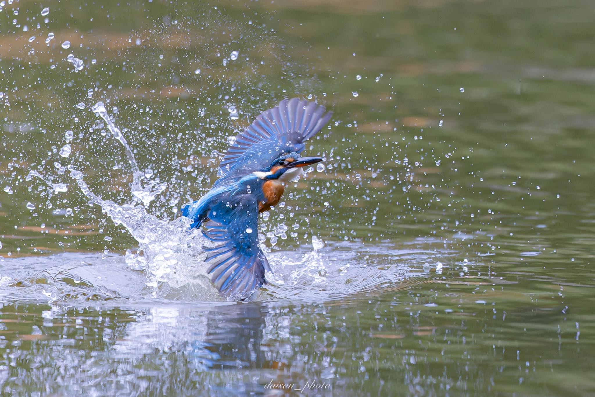 薬師池公園 カワセミの写真 by Daison