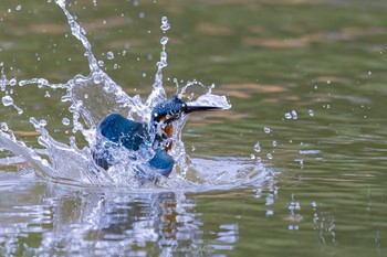 カワセミ 薬師池公園 2022年11月13日(日)