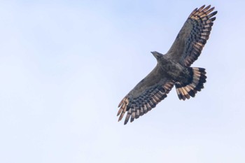 Crested Honey Buzzard 北九州市 Fri, 9/30/2022