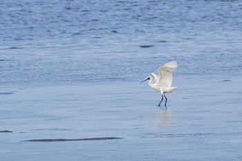 Black-faced Spoonbill 曽根干潟(曾根干潟) Tue, 10/11/2022