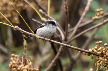 Long-tailed Tit 部崎灯台 Sat, 10/8/2022