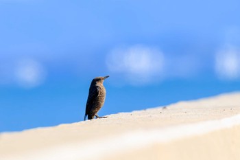 Blue Rock Thrush 部崎灯台 Tue, 10/25/2022