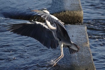 2022年11月19日(土) 多摩川二ヶ領宿河原堰の野鳥観察記録