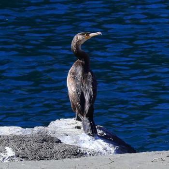 Japanese Cormorant 奈良田湖(早川町) Fri, 11/18/2022