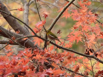 Warbling White-eye 生駒山 Sat, 11/19/2022