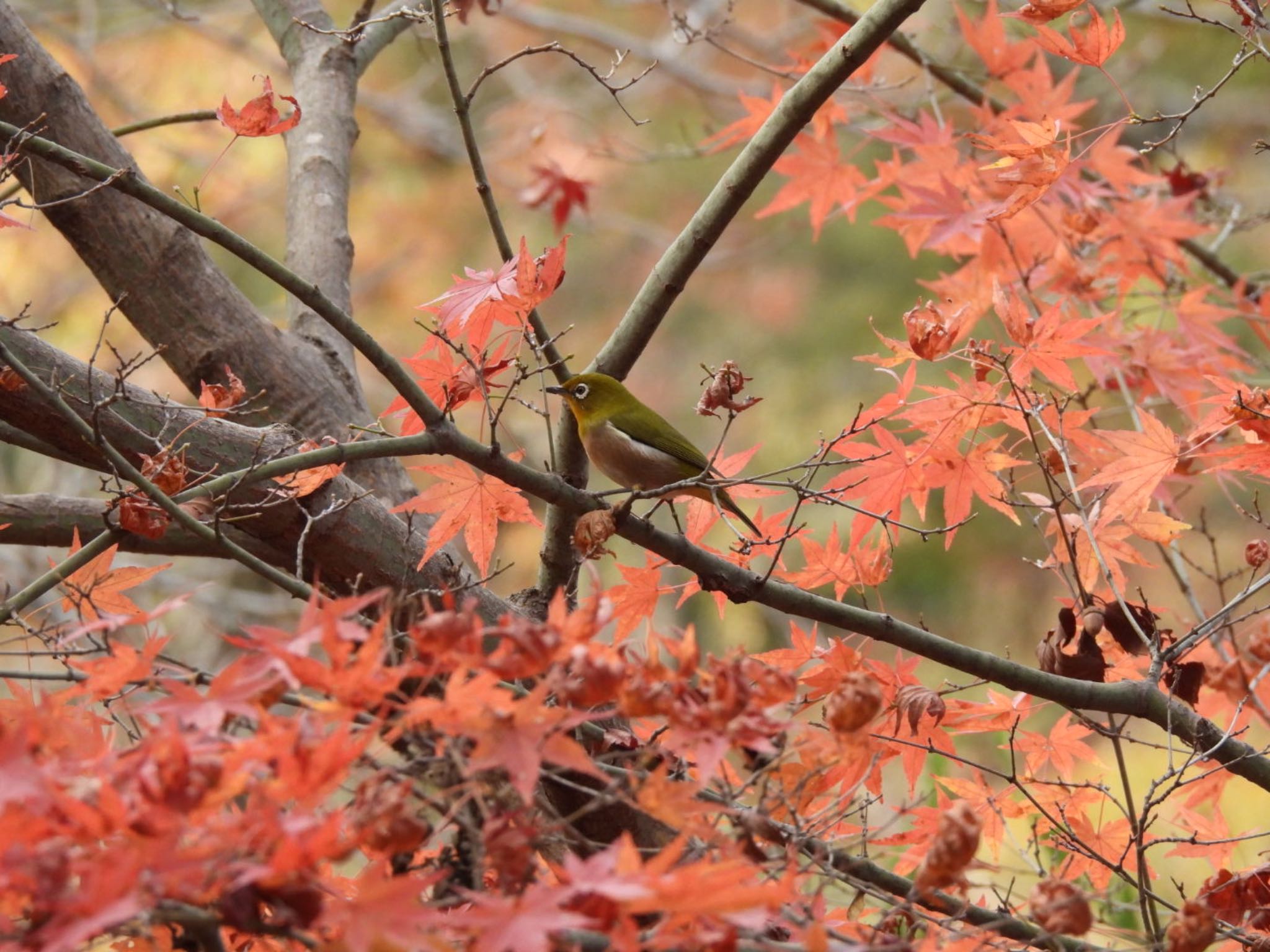 生駒山 メジロの写真 by Yukarich