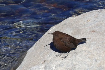 Brown Dipper 奈良田湖(早川町) Fri, 11/18/2022