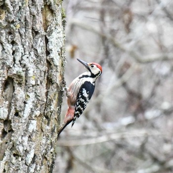 オオアカゲラ 春国岱原生野鳥公園(根室) 2022年11月19日(土)