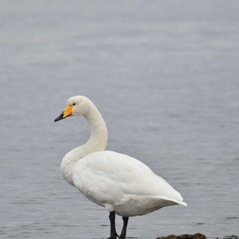 オオハクチョウ 春国岱原生野鳥公園(根室) 2022年11月19日(土)