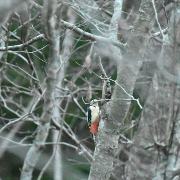 アカゲラ 春国岱原生野鳥公園(根室) 2022年11月19日(土)