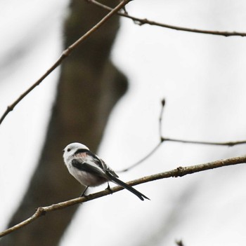 Sat, 11/19/2022 Birding report at Shunkunitai