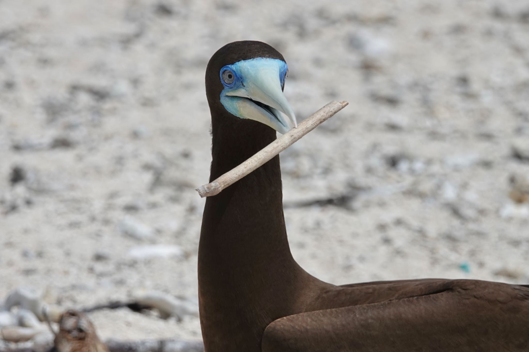 Michaelmas Cay カツオドリの写真 by のどか