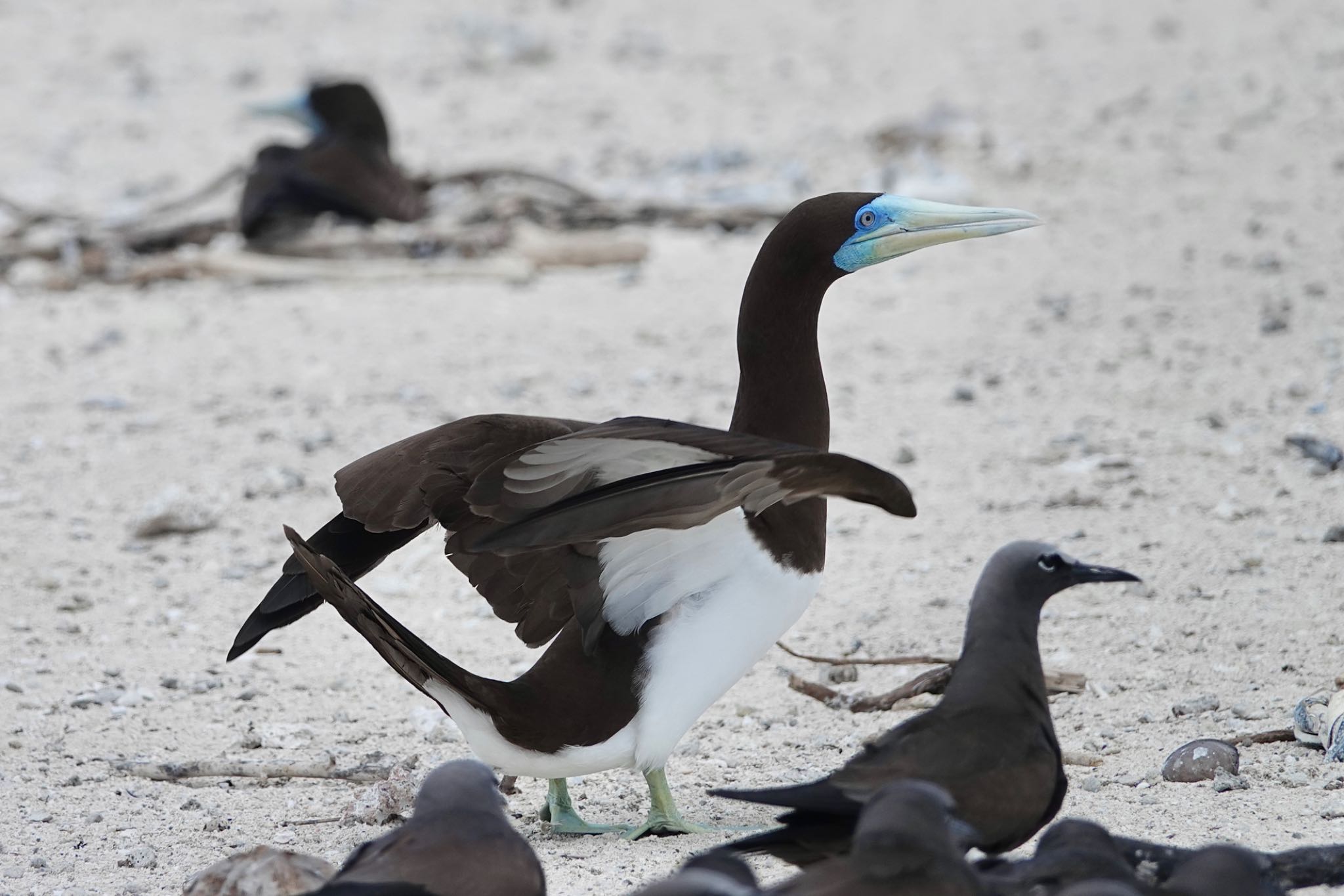 Michaelmas Cay カツオドリの写真 by のどか