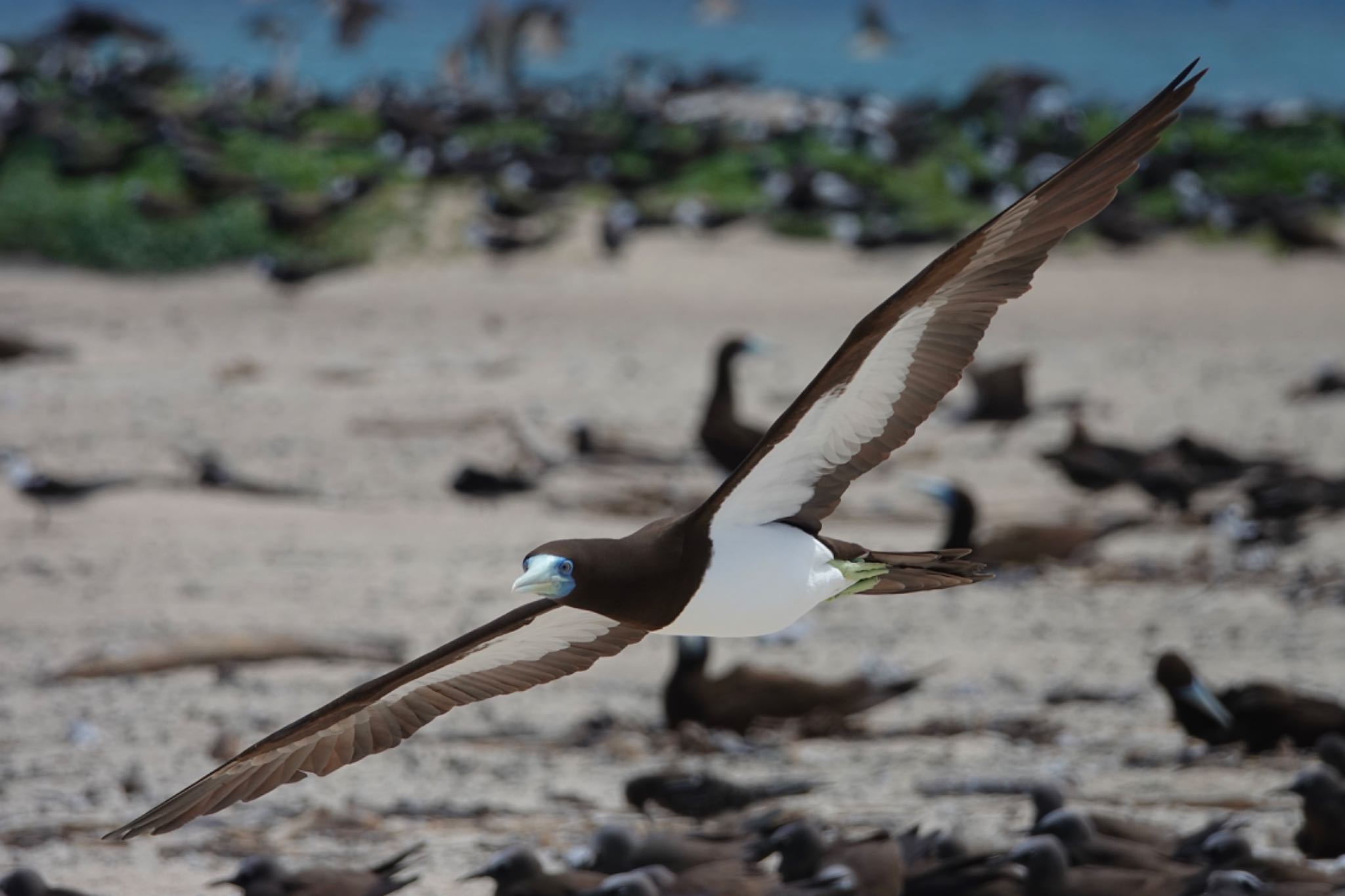 Michaelmas Cay カツオドリの写真 by のどか