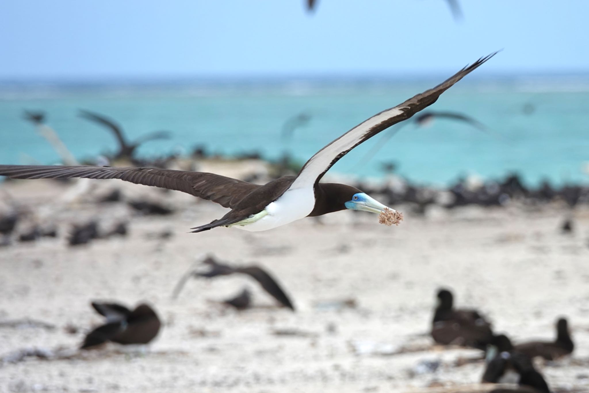 Michaelmas Cay カツオドリの写真 by のどか