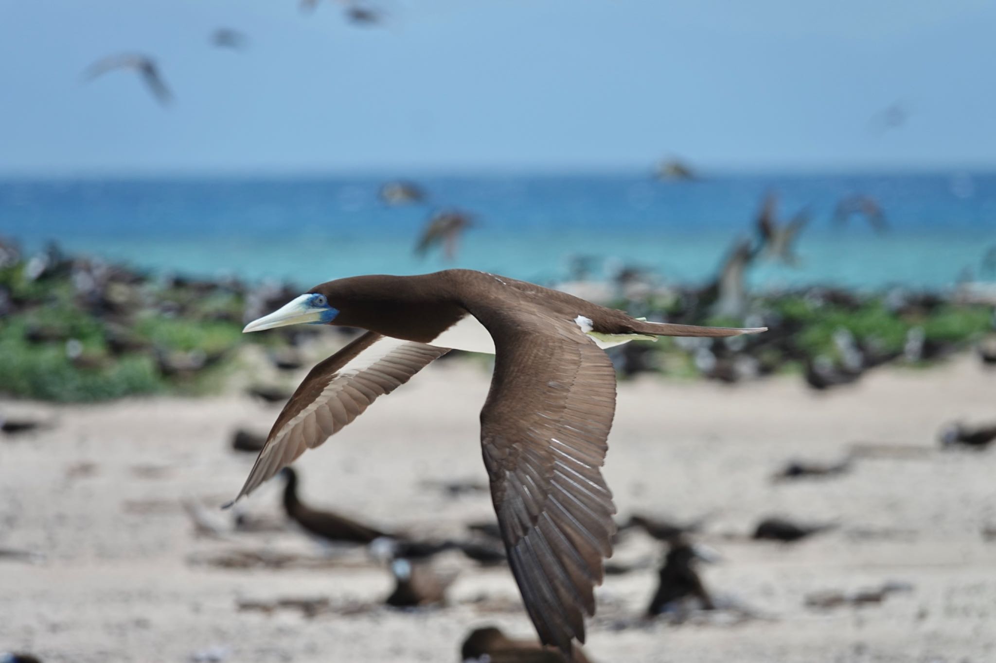 Michaelmas Cay カツオドリの写真 by のどか