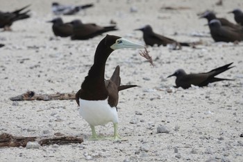 カツオドリ Michaelmas Cay 2022年10月10日(月)