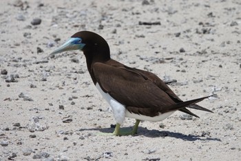 カツオドリ Michaelmas Cay 2022年10月10日(月)