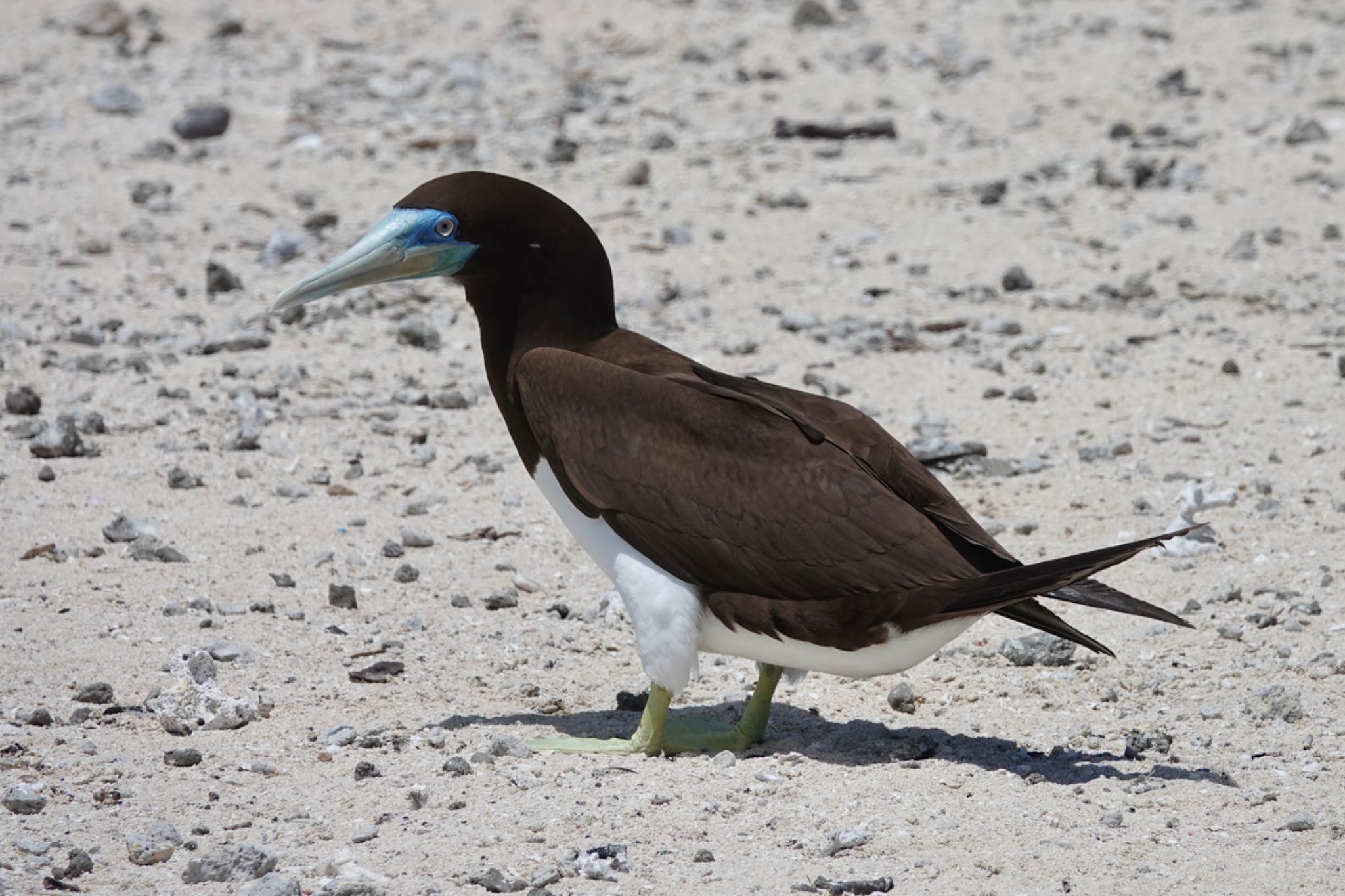 Michaelmas Cay カツオドリの写真 by のどか