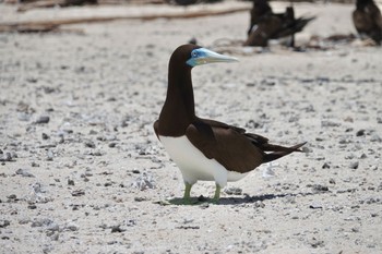 カツオドリ Michaelmas Cay 2022年10月10日(月)