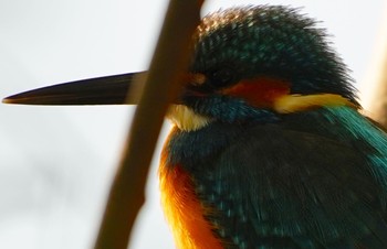 Common Kingfisher 千里南公園 Sat, 11/19/2022