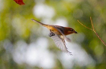 Bull-headed Shrike 千里南公園 Sat, 11/19/2022